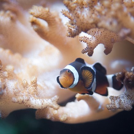 Melbourne Aquarium - Accommodation Broome 2