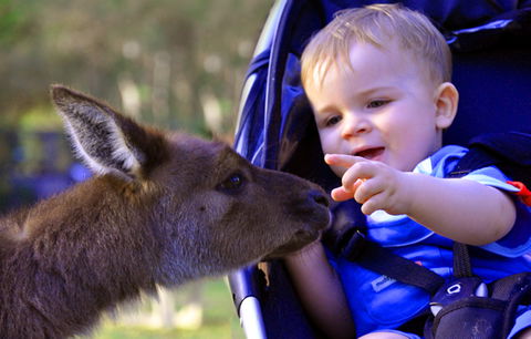 Australian Reptile Park - Accommodation Broome 6