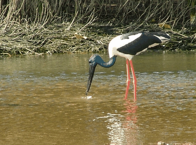 Bruce Belchers Daintree River Cruise - Accommodation Broome 2