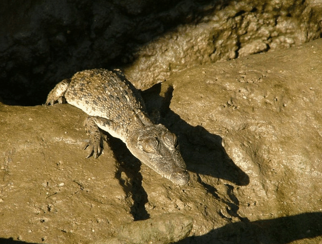 Bruce Belchers Daintree River Cruise - Accommodation Broome 3