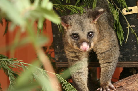 Potoroo Palace - Accommodation Broome 3