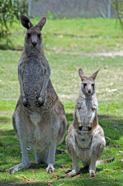 Potoroo Palace - Accommodation Broome 5