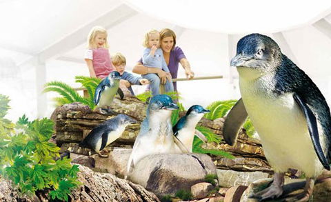 Manly SEA LIFE Sanctuary - Accommodation Broome 1