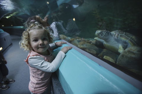 Manly SEA LIFE Sanctuary - Accommodation Broome 4