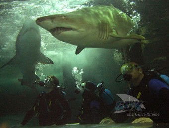 Manly SEA LIFE Sanctuary - Accommodation Broome 5