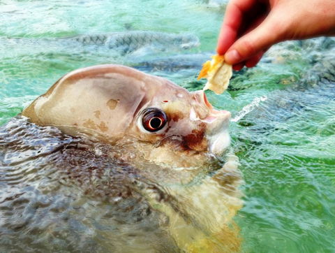 Aquascene Fish Feeding Sanctuary - Accommodation Broome 1