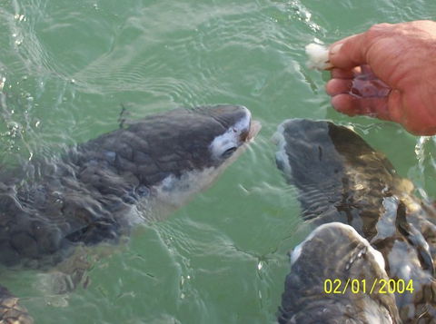 Aquascene Fish Feeding Sanctuary - Accommodation Broome 2