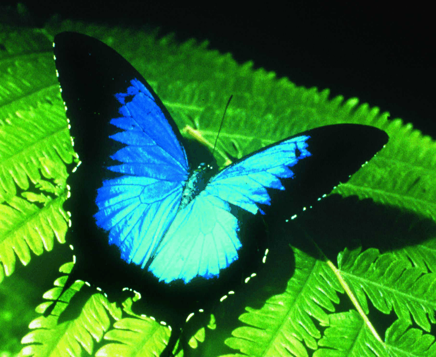 Australian Butterfly Sanctuary - Accommodation Broome 0