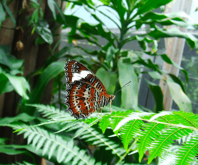 Australian Butterfly Sanctuary - Accommodation Broome 1