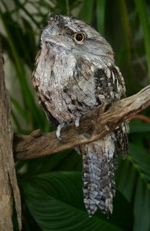 Currumbin Wildlife Sanctuary - Accommodation Broome 2