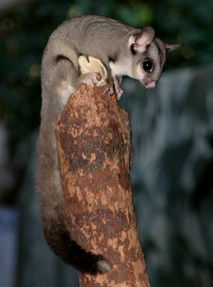Currumbin Wildlife Sanctuary - Accommodation Broome 3