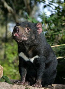 Currumbin Wildlife Sanctuary - Accommodation Broome 7
