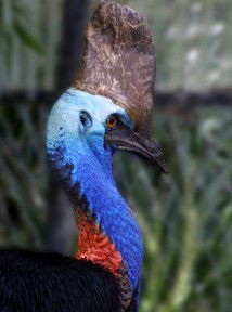 Currumbin Wildlife Sanctuary - Accommodation Broome 8