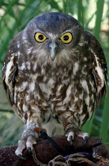 Currumbin Wildlife Sanctuary - Accommodation Broome 9