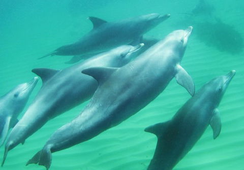 Rockingham Wild Encounters - Accommodation Broome 4
