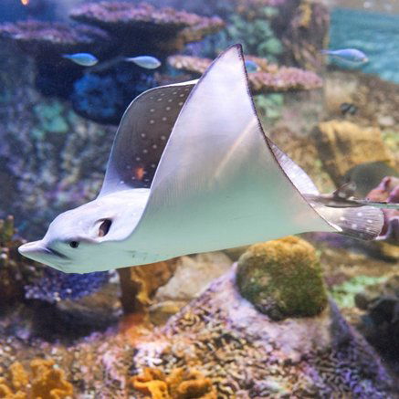 Melbourne Aquarium - Accommodation Broome 4