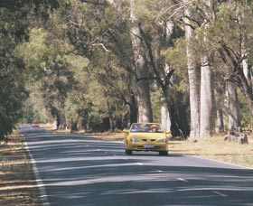 Ludlow Tuart Forest - Accommodation Broome 0
