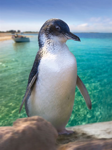 Penguin Island - Accommodation Broome 0