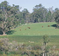 Scenic Drives - Bunbury Collie Donnybrook - Accommodation Broome