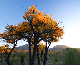 Cape Le Grand National Park - Accommodation Broome 0