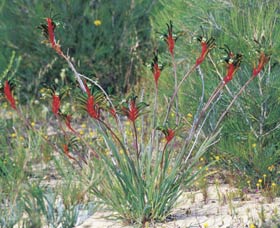 Kalbarri Wildflower Centre - Accommodation Broome 0