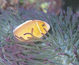 Rowley Shoals - Accommodation Broome 0