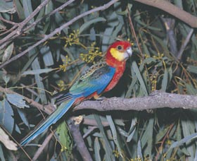 King River - Accommodation Broome 0