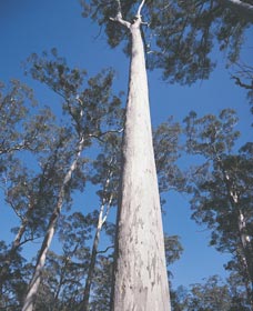 The Four Aces - Accommodation Broome 0