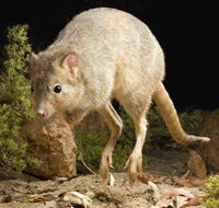 Kanyana Wildlife - Accommodation Broome