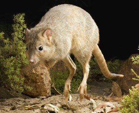 Kanyana Wildlife - Accommodation Broome 0