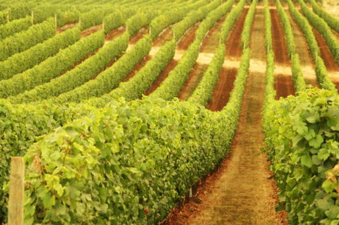 MadFish Wines Margaret River - Accommodation Broome 0