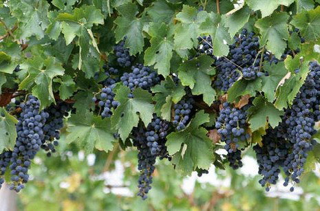 Capel WA Accommodation Broome