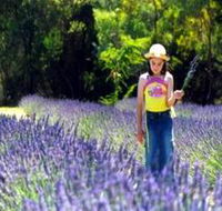 Brayfield Park Lavender Farm - Accommodation Broome