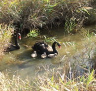 Tamar Island Wetlands Reserve and Interpretation Centre - Accommodation Broome