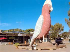 The Big Galah - Accommodation Broome 0
