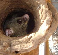 Mulga Sanctuary and Wildlife Park - Accommodation Broome