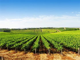 Aldinga Bay Winery - Accommodation Broome 0
