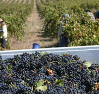 Rolf Binder Wines - Accommodation Broome