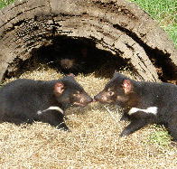 Wing's Wildlife Park - Accommodation Broome