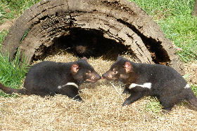 Wing's Wildlife Park - Accommodation Broome 0