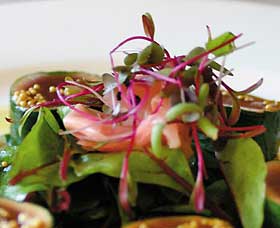 Courgette - Accommodation Broome 0