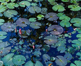 Pine Creek Water Gardens - Accommodation Broome 0