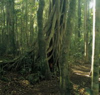 Lamington National Park Binna Burra Section - Accommodation Broome