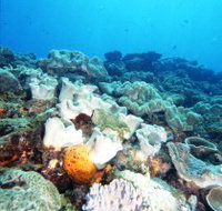Mudjimba Old Woman Island Dive Site - Accommodation Broome