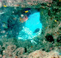 Michaelmas Cay Dive Site - Accommodation Broome