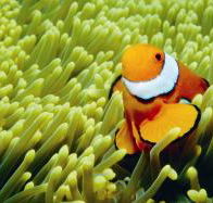 Thetford Reef Dive Site - Accommodation Broome