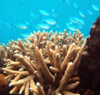 Normanby Reef - Accommodation Broome