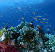 Steve's Bommie Dive Site - Accommodation Broome