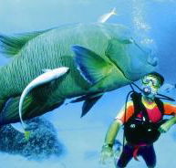 Cod Hole Dive Site - Accommodation Broome