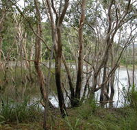 Mount Rooper Circuit and Swamp Bay Track - Accommodation Broome